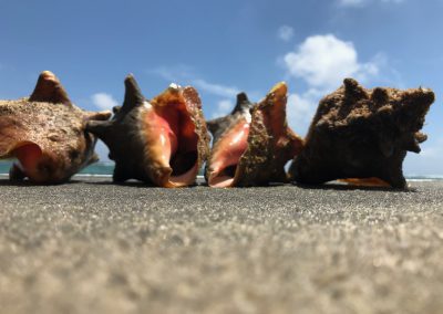 Conchs