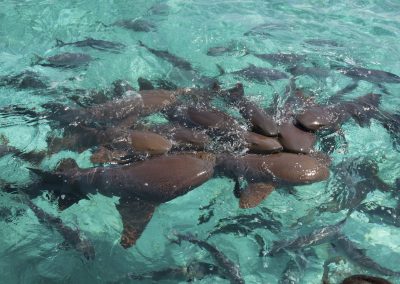 the-marine-park-is-home-to-something-called-shark-ray-alley-a-popular-diving-spot-for-seeing-rays-and-sharks-up-close