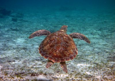 theres-also-a-marine-park-named-hol-can-marine-reserve-nearby-which-offers-some-prime-wildlife-viewing