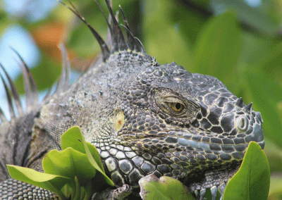 Iguana Sanctuary